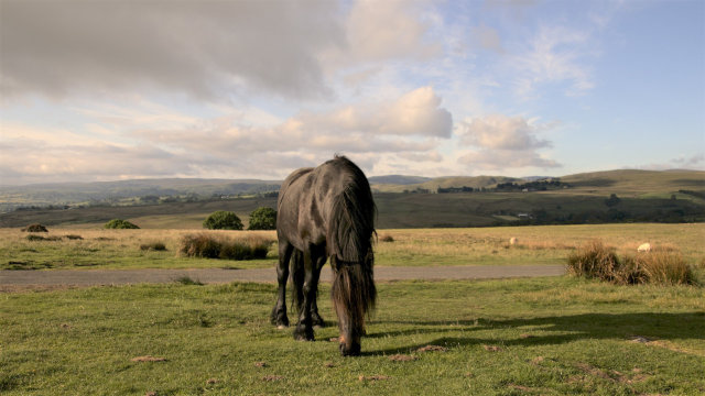 Eating horses