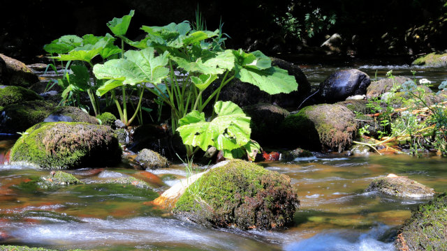 River Lowther