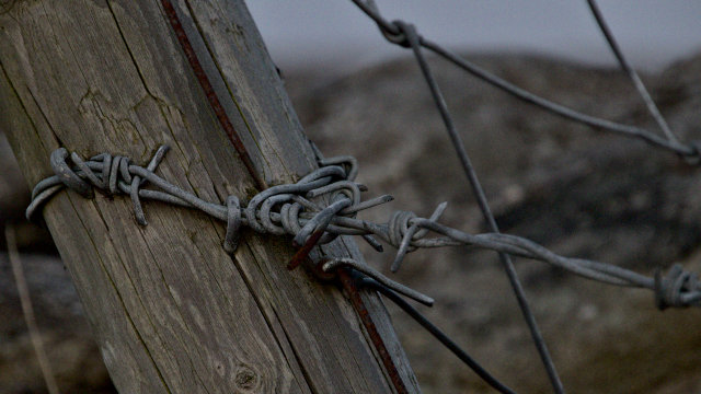 Wind in fence